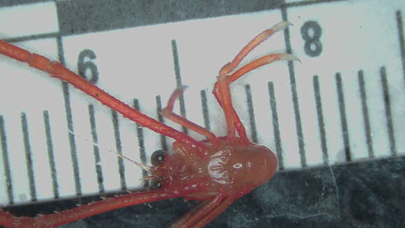 Image of painted yeti squat lobster