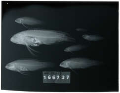 صورة Plesiops corallicola Bleeker 1853