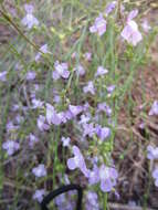 Image de Nuttallanthus canadensis (L.) D. A. Sutton