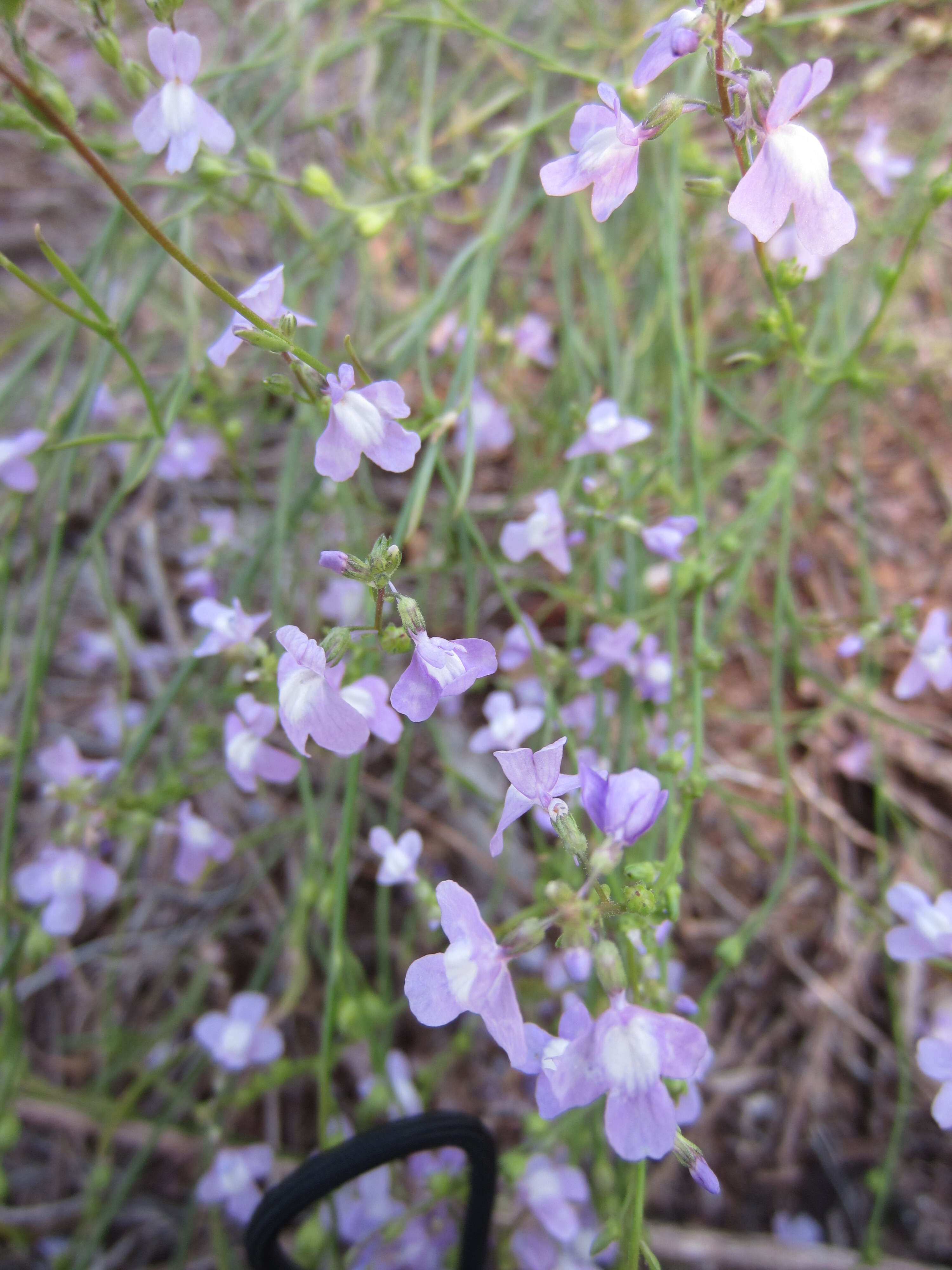 Plancia ëd Nuttallanthus canadensis (L.) D. A. Sutton