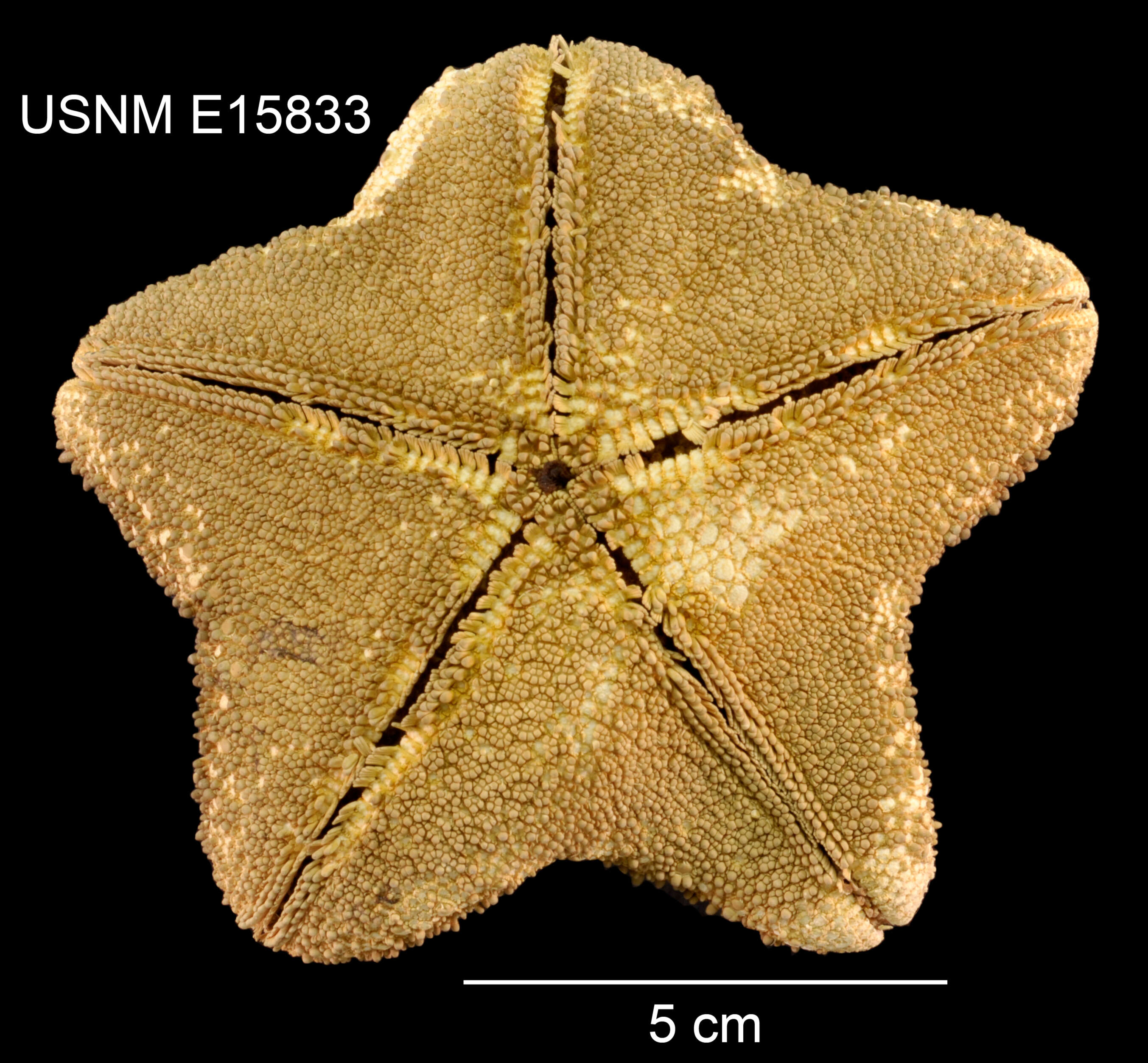 Image of An order of starfish