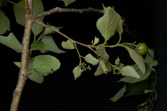 Image of Cordia seleriana Fern.