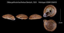 Image of Obba gallinula barthelowi Bartsch 1933