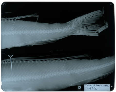 Image of Latropiscis purpurissatus (Richardson 1843)