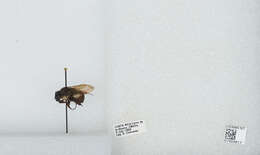 Bombus ephippiatus Say 1837 resmi