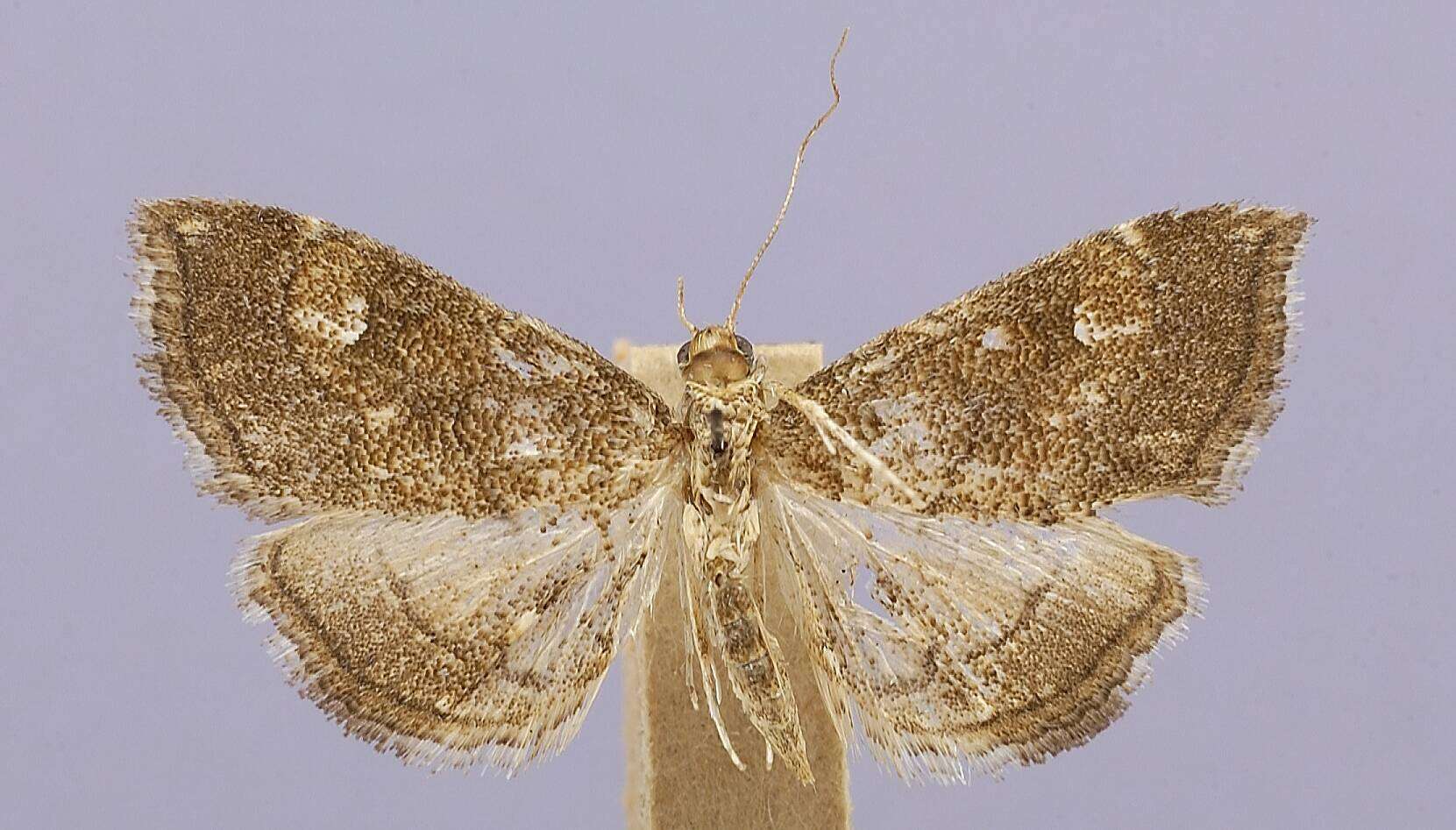 Image of Lipocosma illosalis Dyar 1914