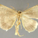 Image of Bryoptera diffusimacula Dognin 1911