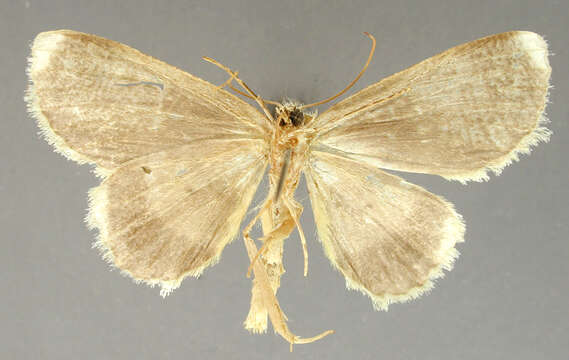 Image of Bryoptera diffusimacula Dognin 1911