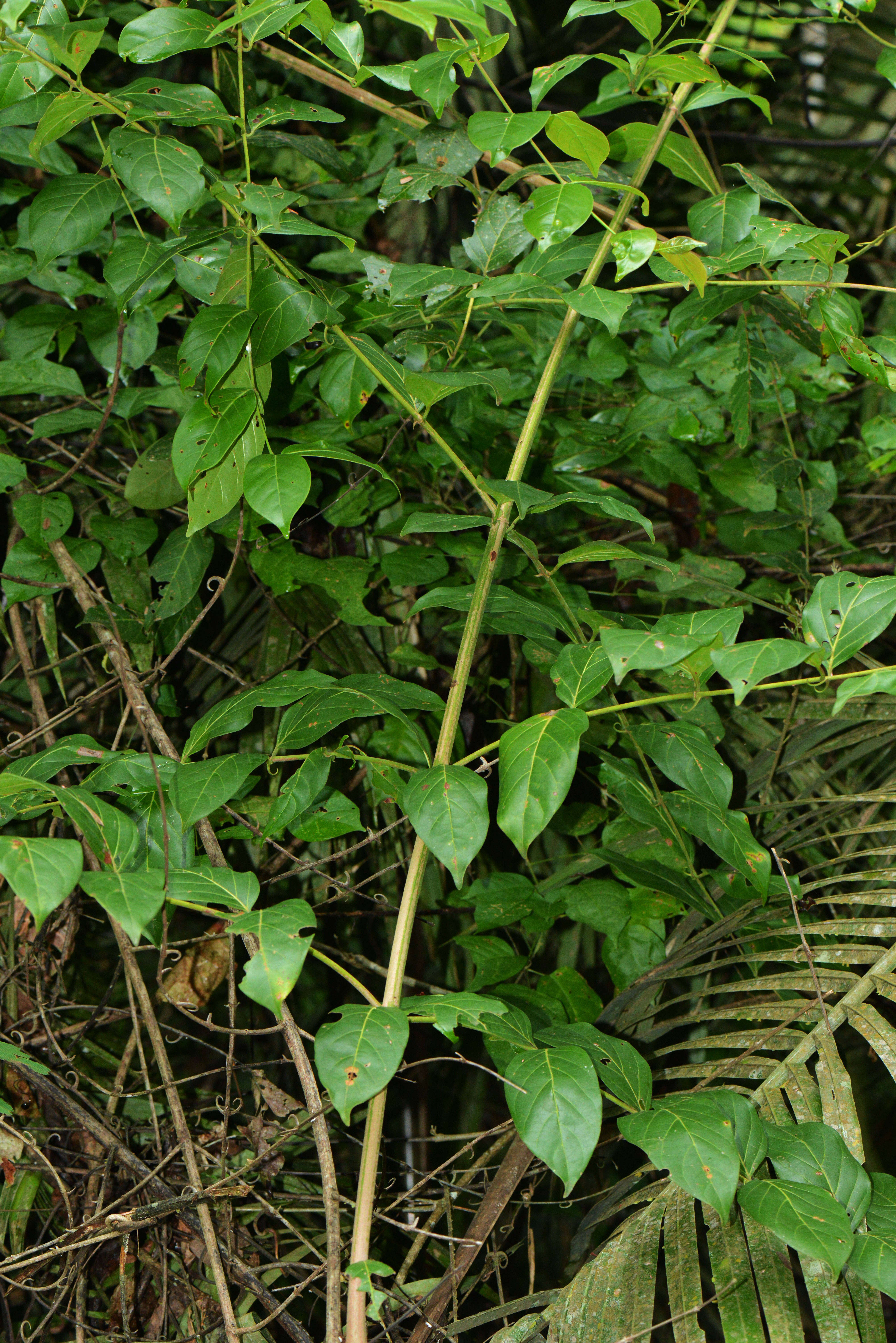 Image of Uncaria Schreb.