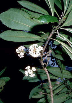 Image de Pittosporum hosmeri Rock