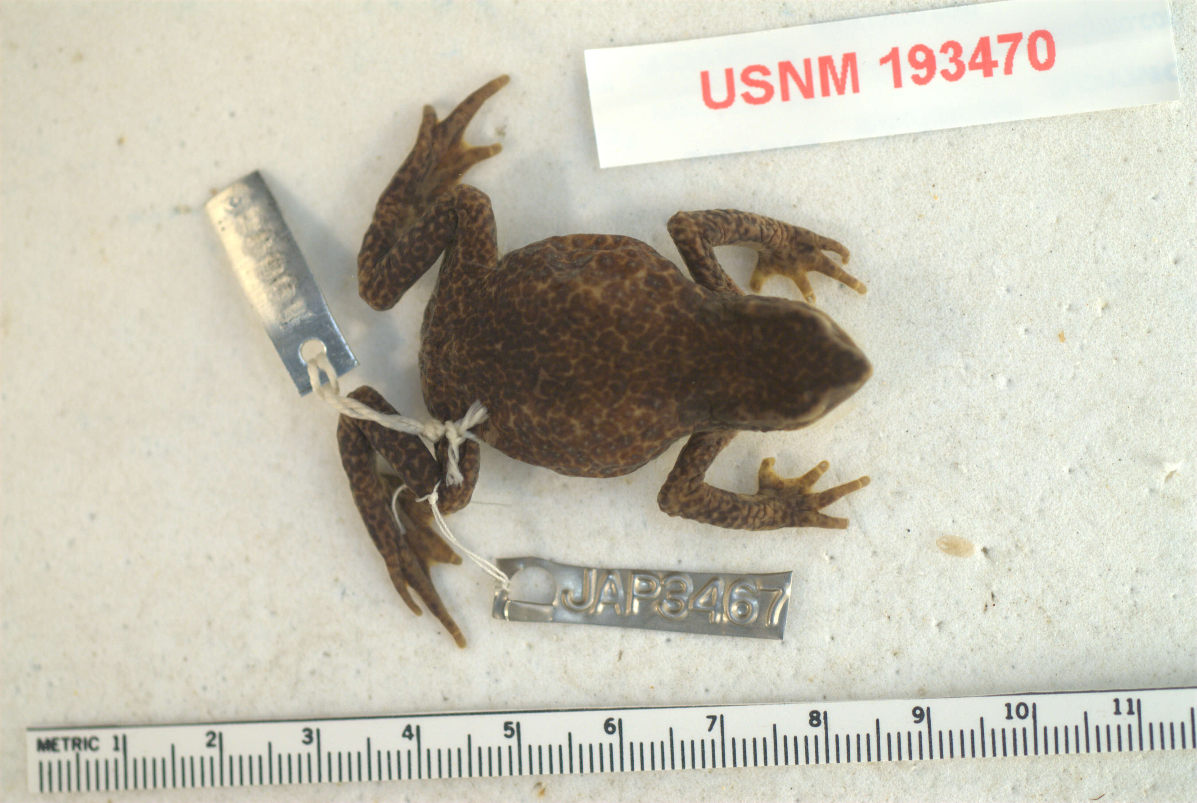 Image of Arthur's Stubfoot Toad