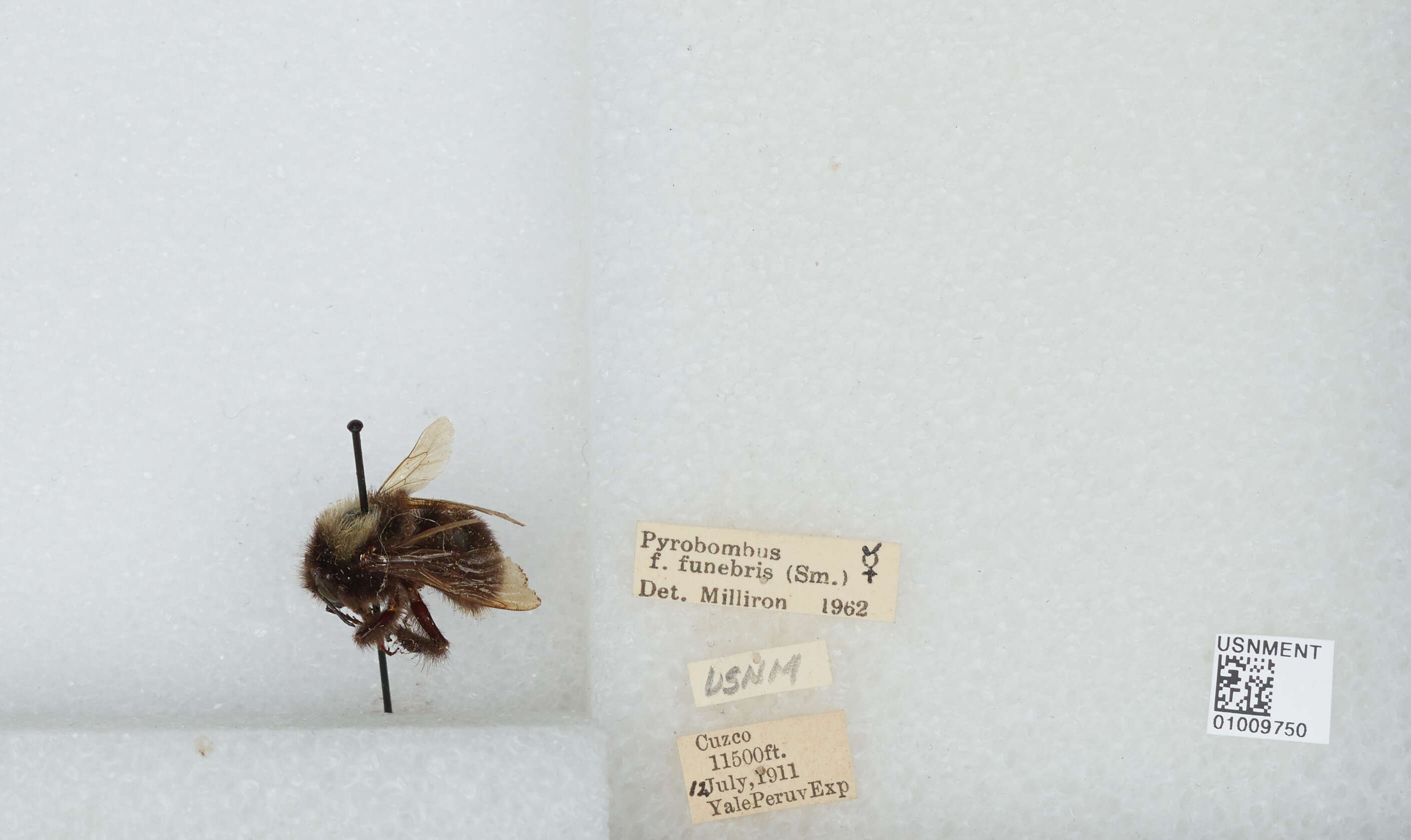 Image of Bombus funebris Smith 1854