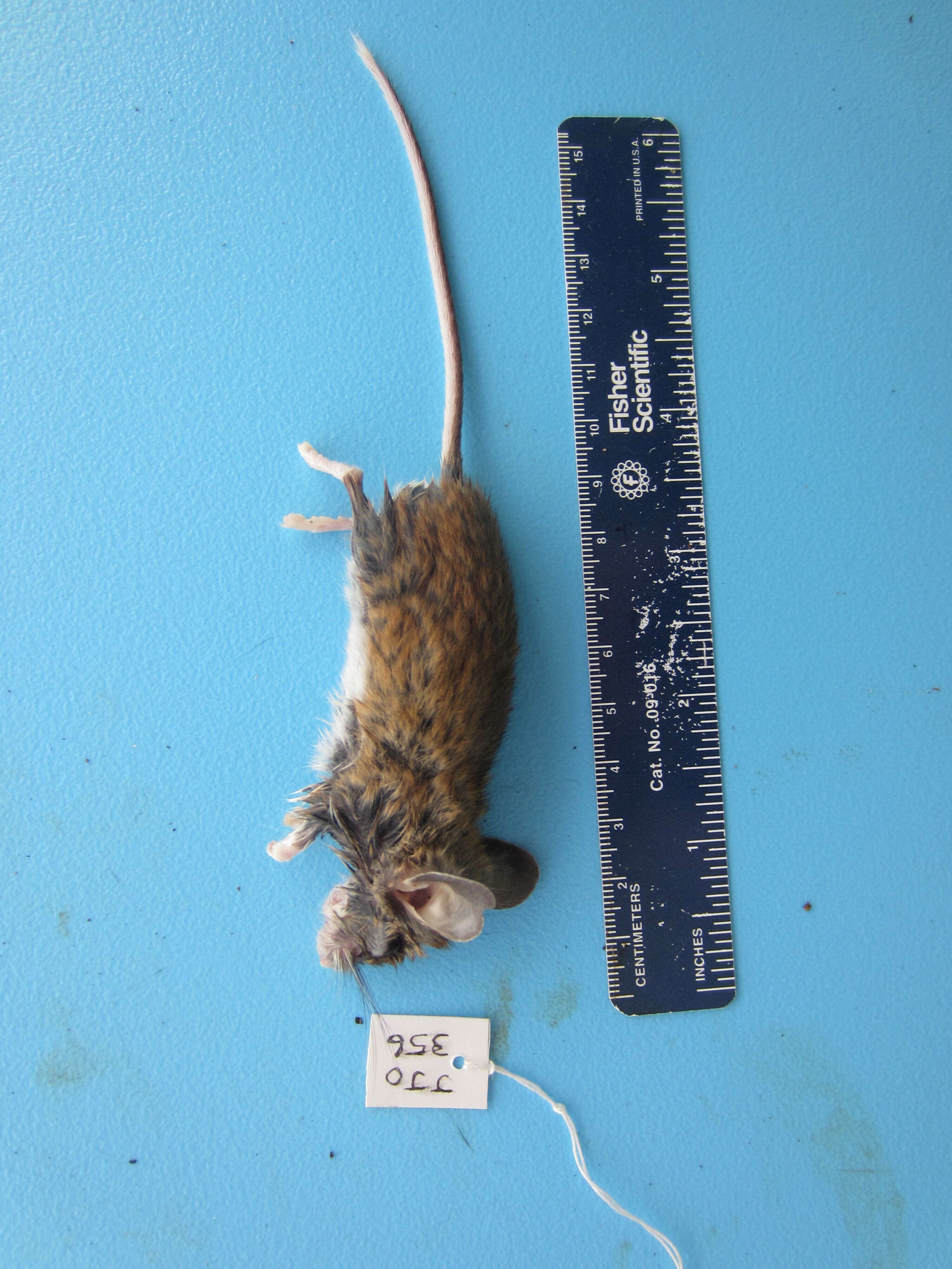 Image de Peromyscus maniculatus (Wagner 1845)