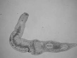 Image of Xenotoplana Ax, Weidemann & Ehlers 1978