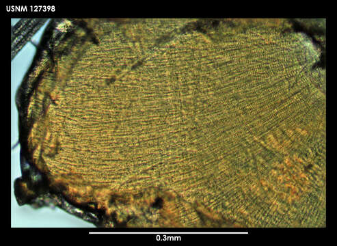 Image of Skogsbergiella Kornicker 1975