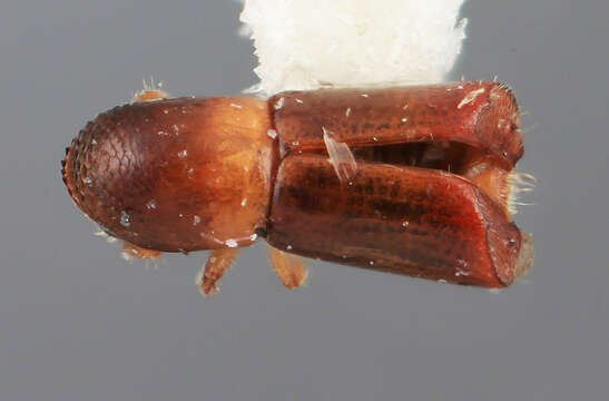 Image of Monarthrum terminalis Wood 2007