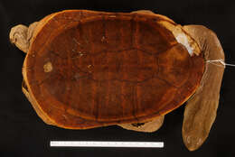 Image of Narrow-breasted snakeneck turtle