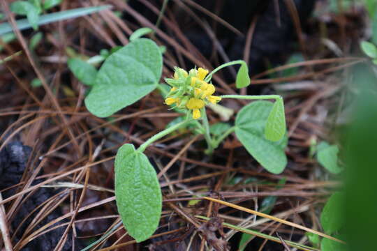 Image of dollarleaf