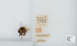 Image of Bombus patagiatus Nylander 1848