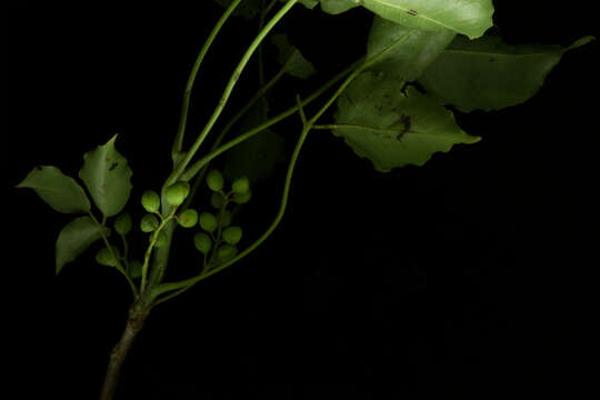 Plancia ëd Bursera ovalifolia (Schltdl.) Engl.