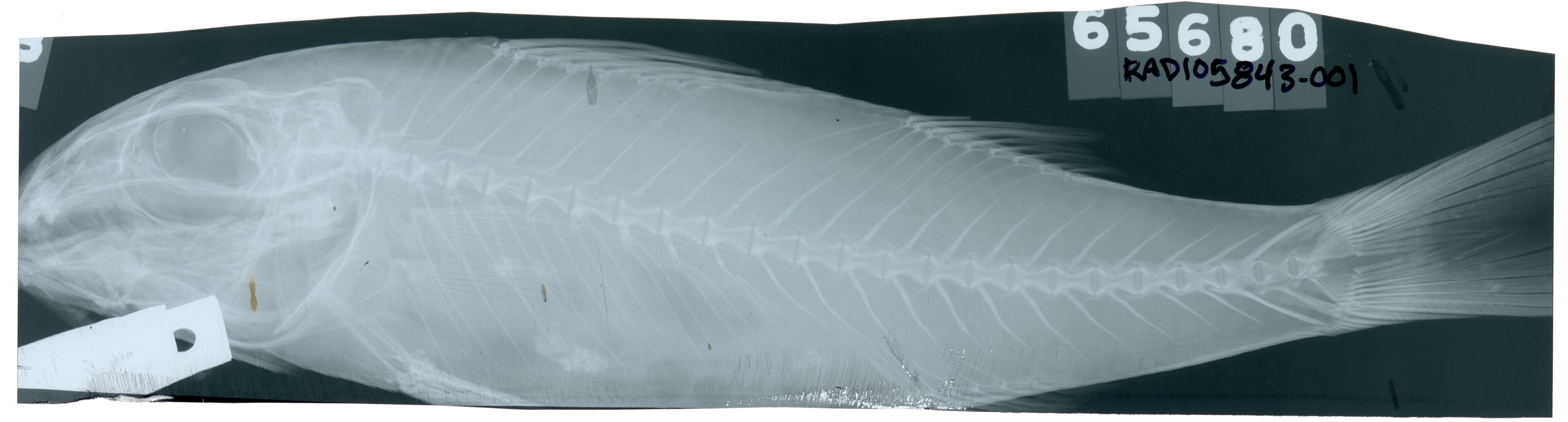 صورة Mulloidichthys dentatus (Gill 1862)