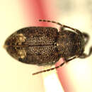 Image of Eugamandus ricarti Micheli 2003