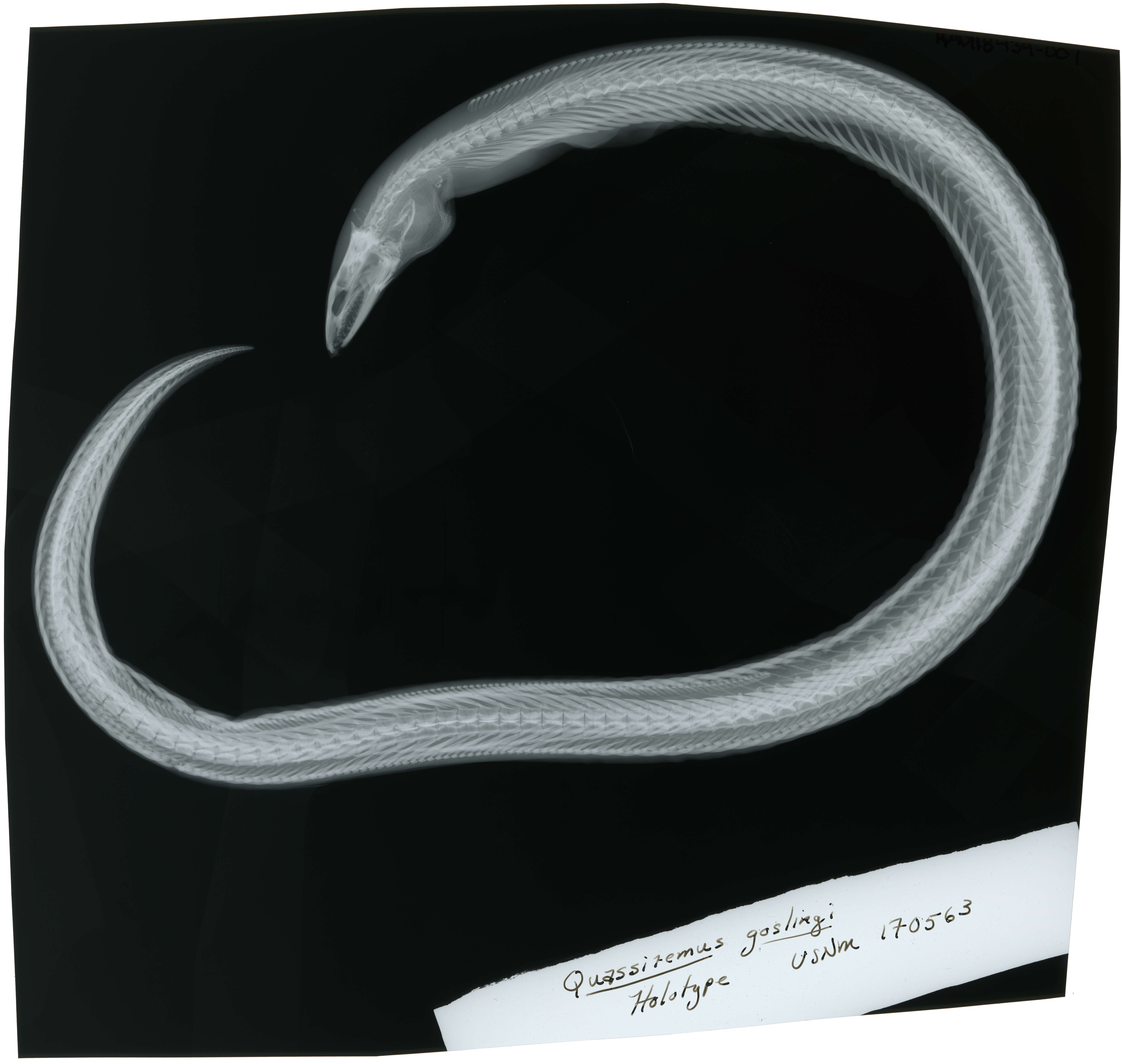 Image of Blackspotted Snake Eel