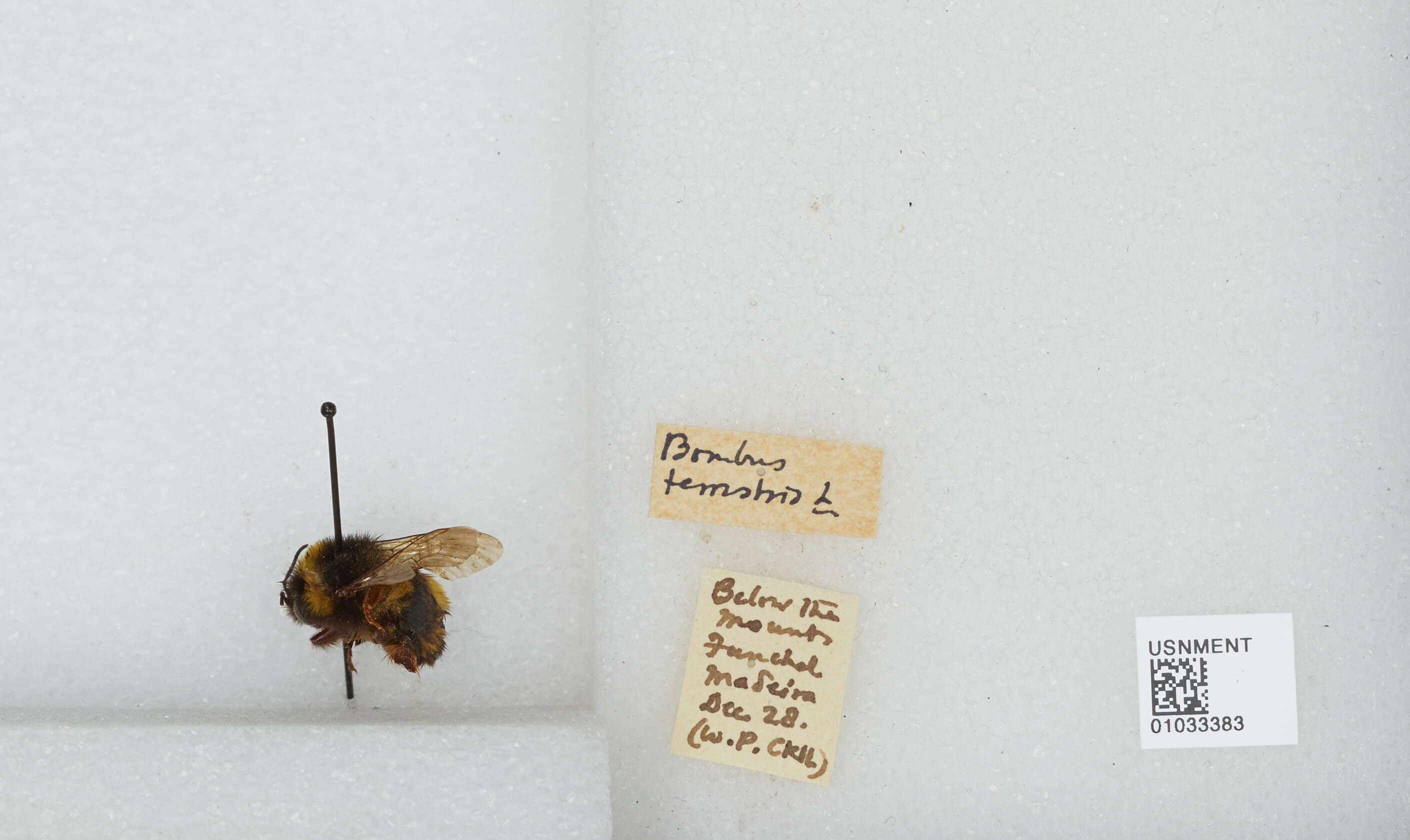 Image of Buff-tailed bumblebee