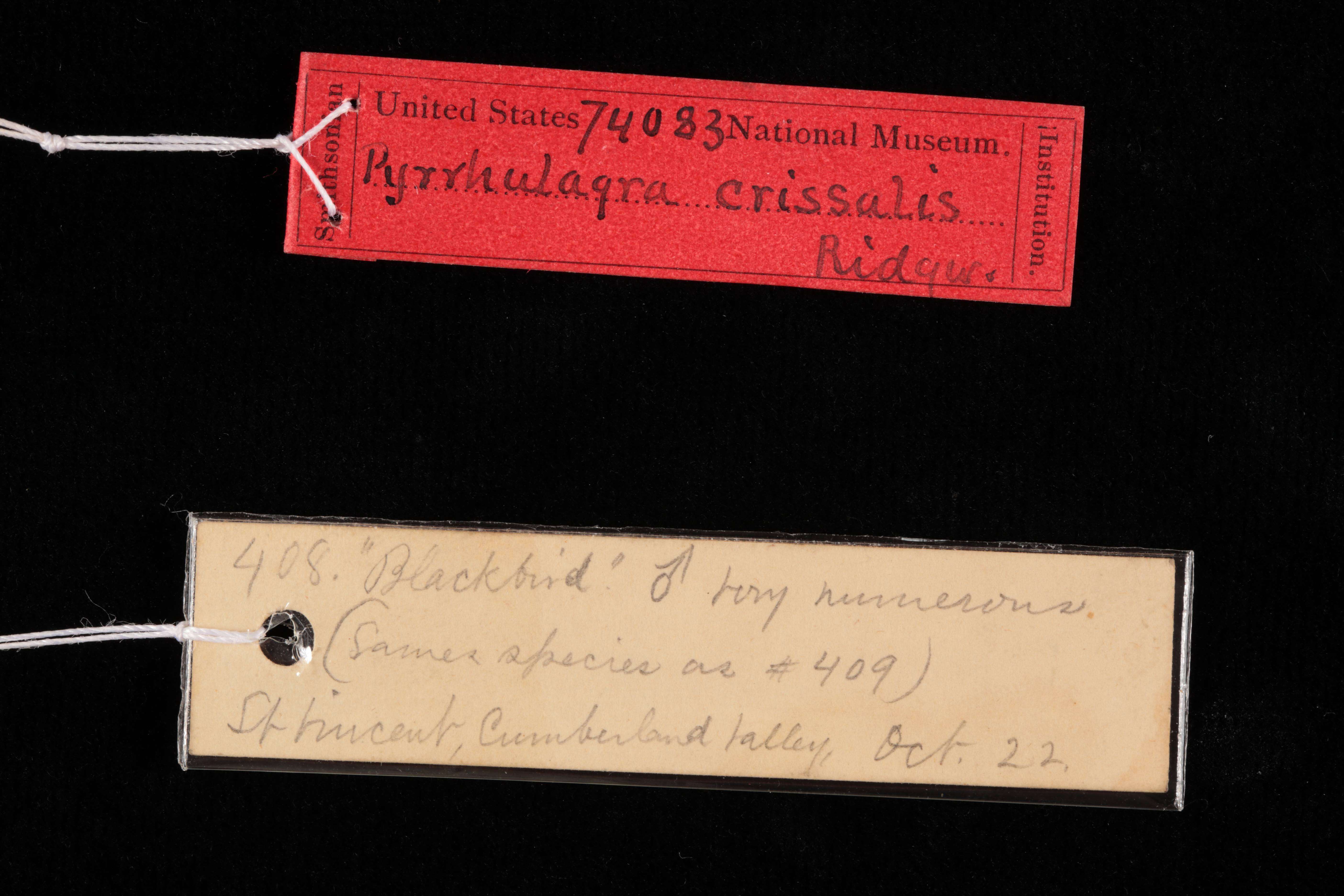 Image of Loxigilla noctis crissalis (Ridgway 1898)