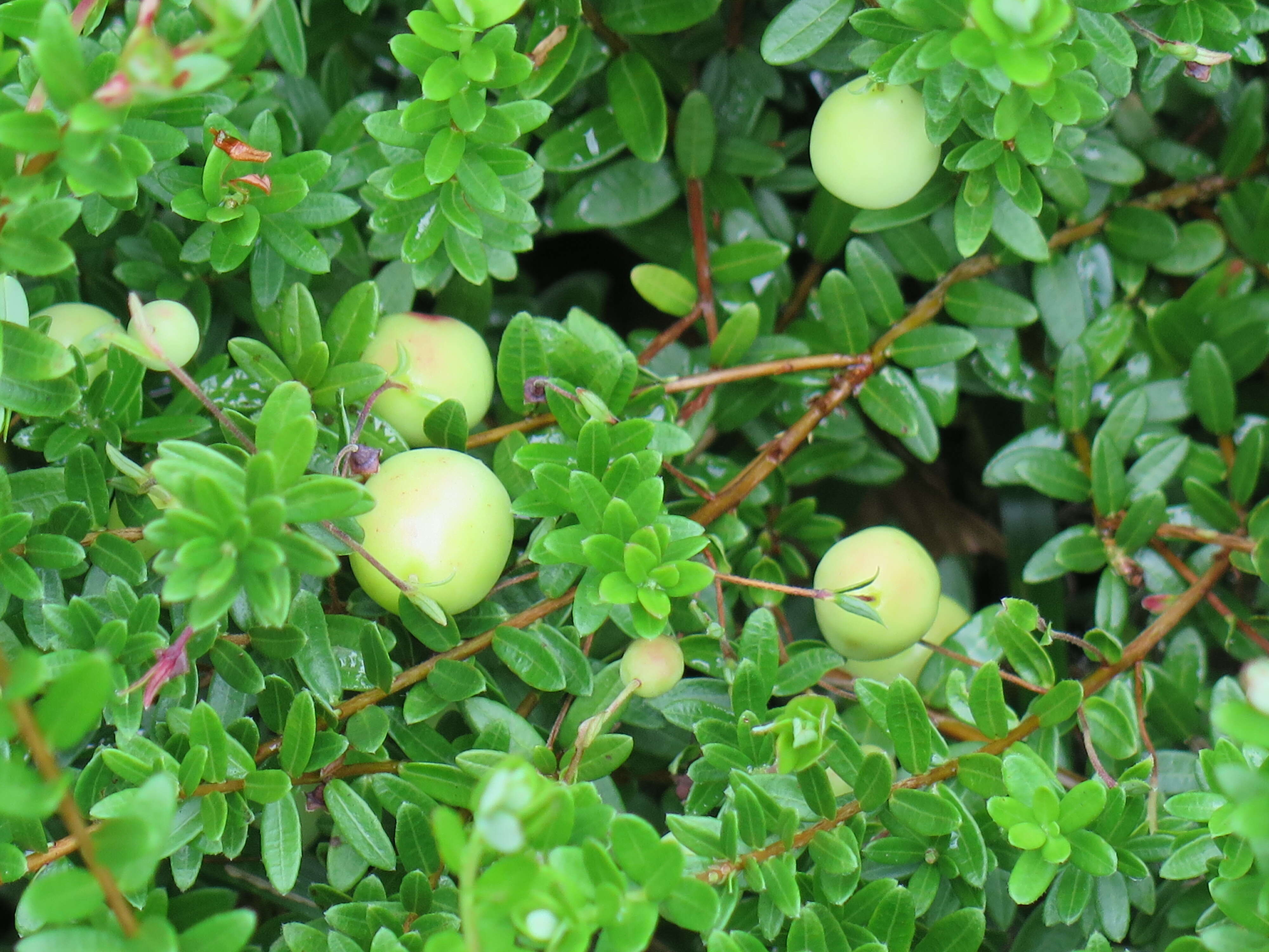 Image of American Cranberry