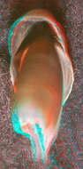 Image of Coffee bean scaled squid