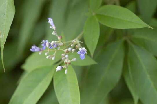 Imagem de Vitex trifolia subsp. trifolia