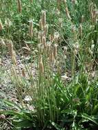 Image of Ribwort Plantain