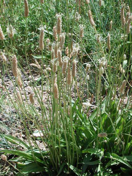 Image of Ribwort Plantain