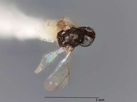 Image of Parasitoid wasp