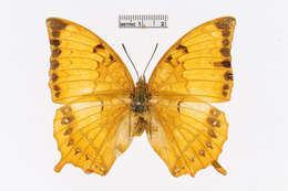 Imagem de Charaxes marmax Westwood 1848