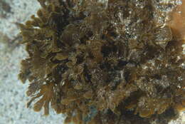 Image of Phaeophyceae