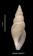 Image of Antarctospira angusteplicata (Strebel 1905)