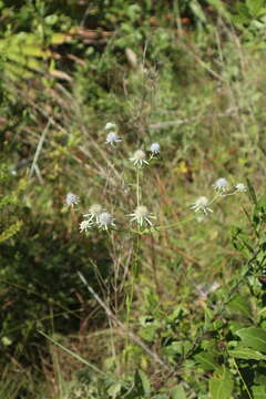 Eryngium integrifolium Walt. resmi