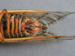 Image of Decim Periodical Cicada