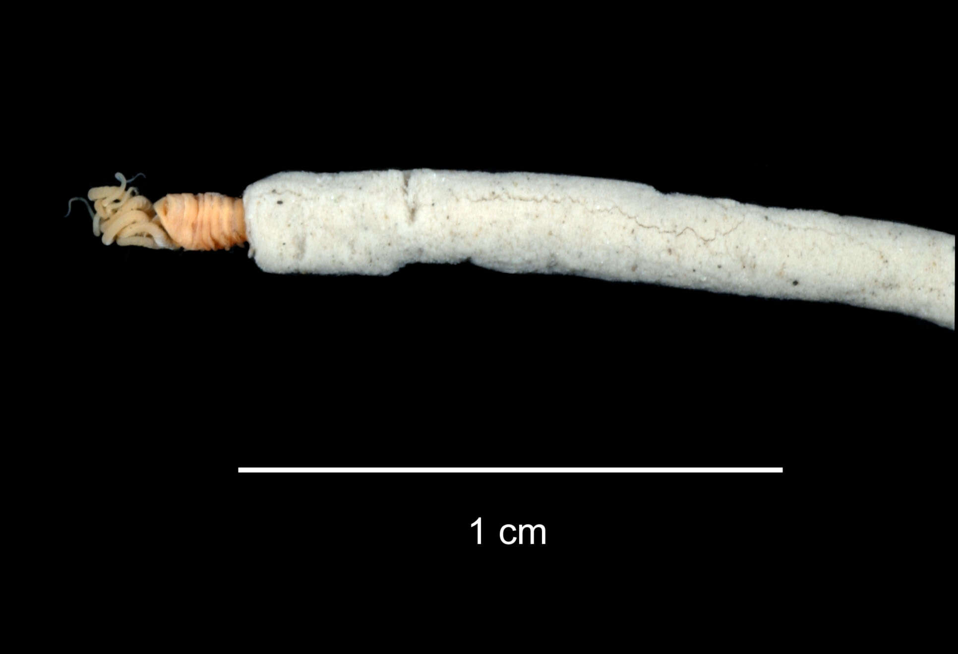 Image of Neosamytha gracilis Hartman 1967