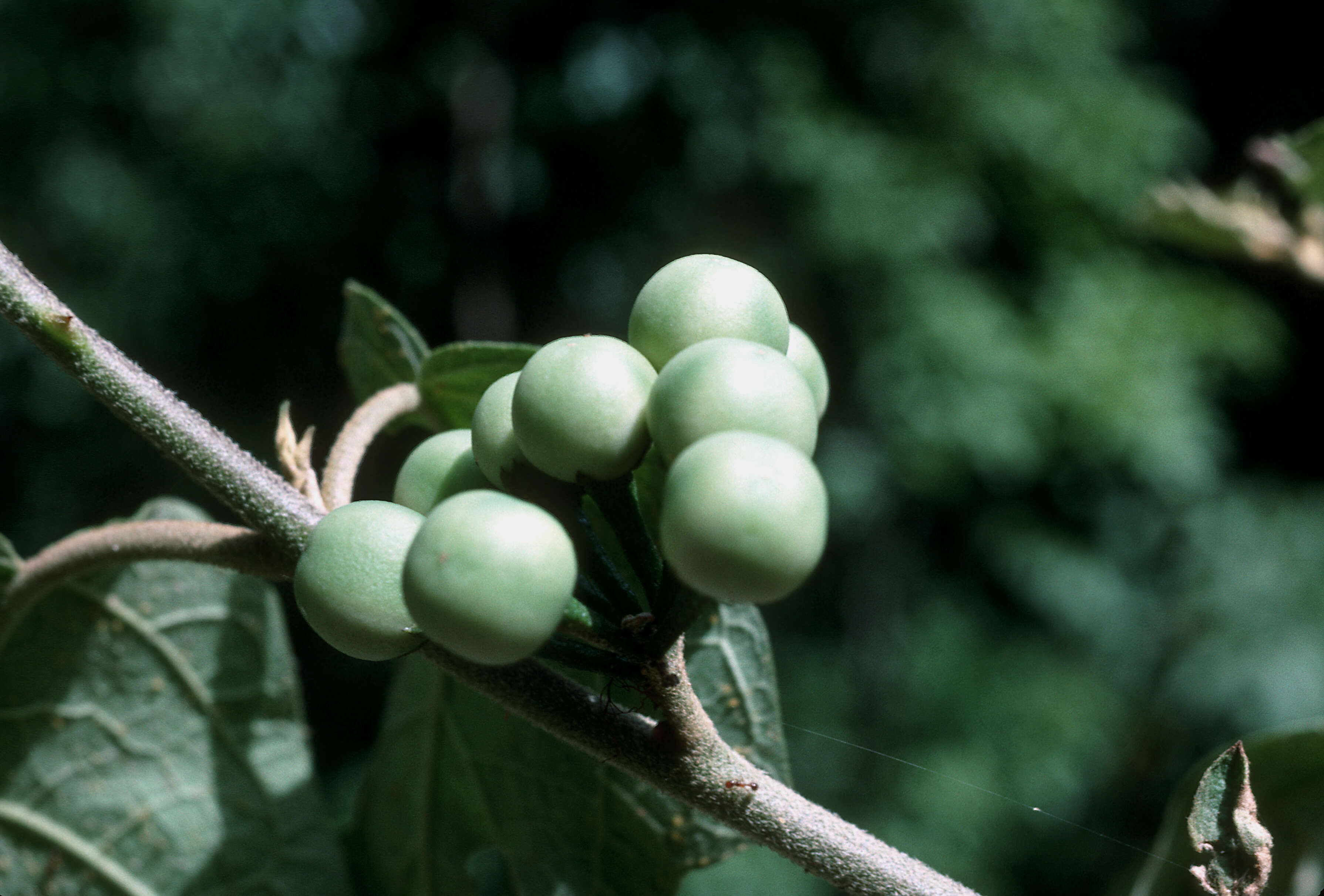 Imagem de Solanum torvum Swartz