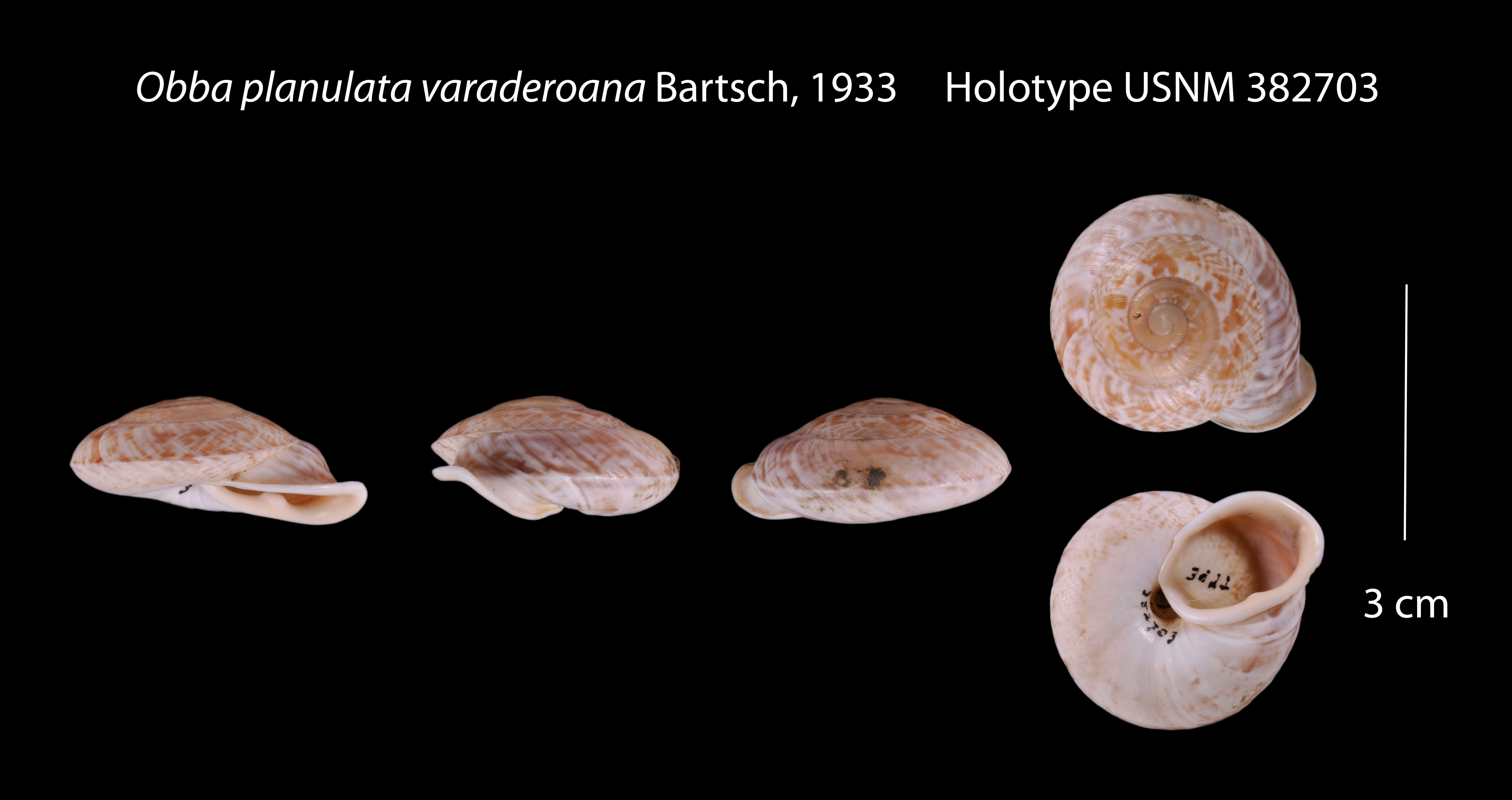 Image of Obba planulata varaderoana Bartsch 1933