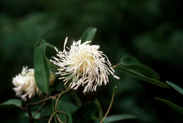 Image of Capparis flexuosa (L.) L.