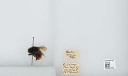 Image of Bombus coccineus Friese 1903