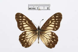 Image of Catasticta reducta Butler 1896