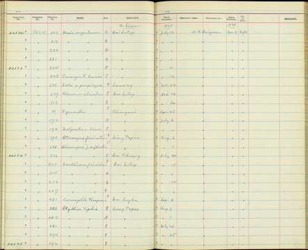 صورة Pycnonotus jocosus pattani Deignan 1948