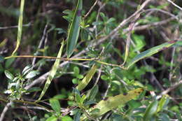 Sivun Smilax laurifolia L. kuva