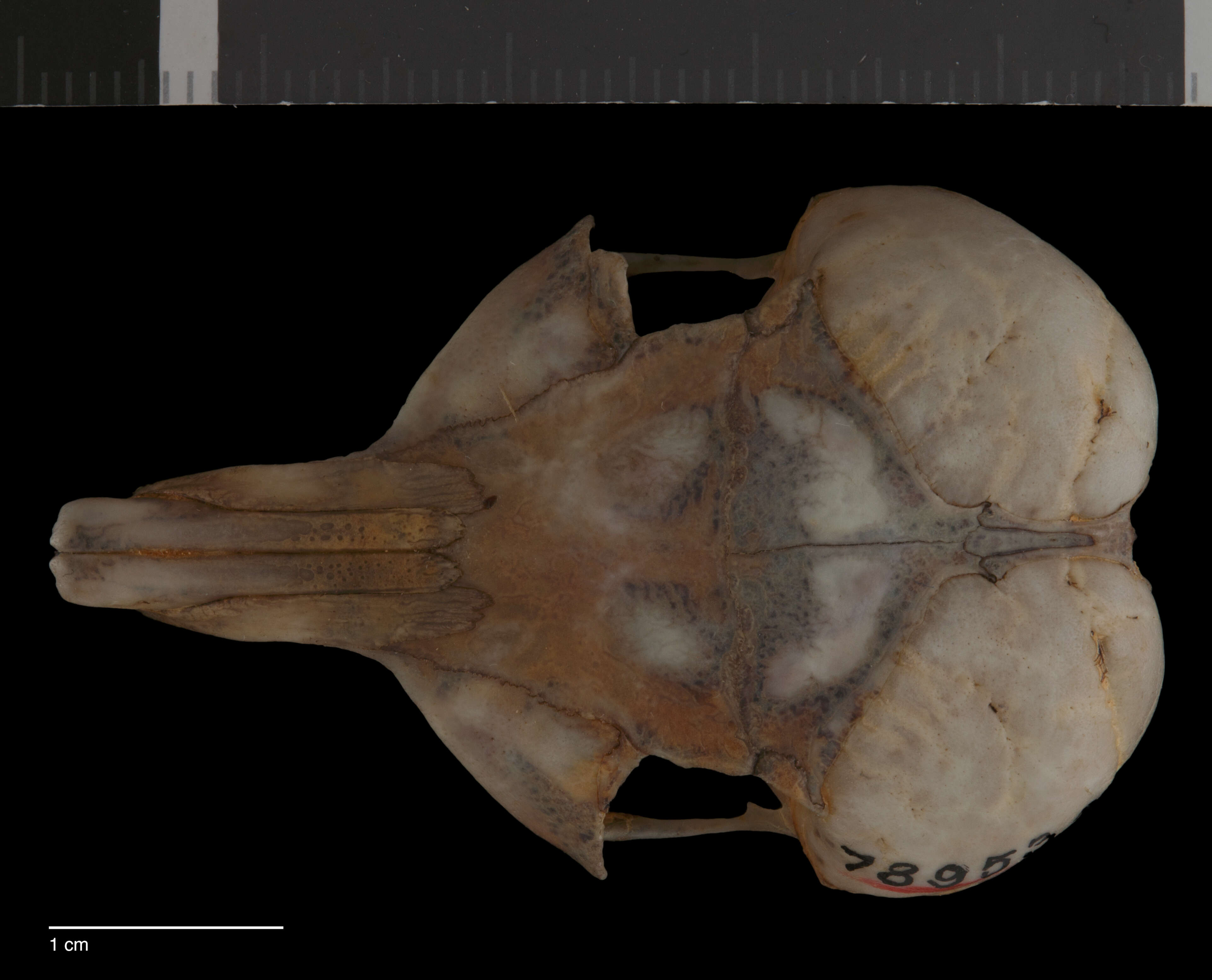 Image of Dipodomys spectabilis cratodon Merriam 1907