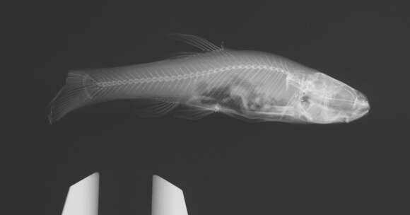 Image of Fathead Minnow